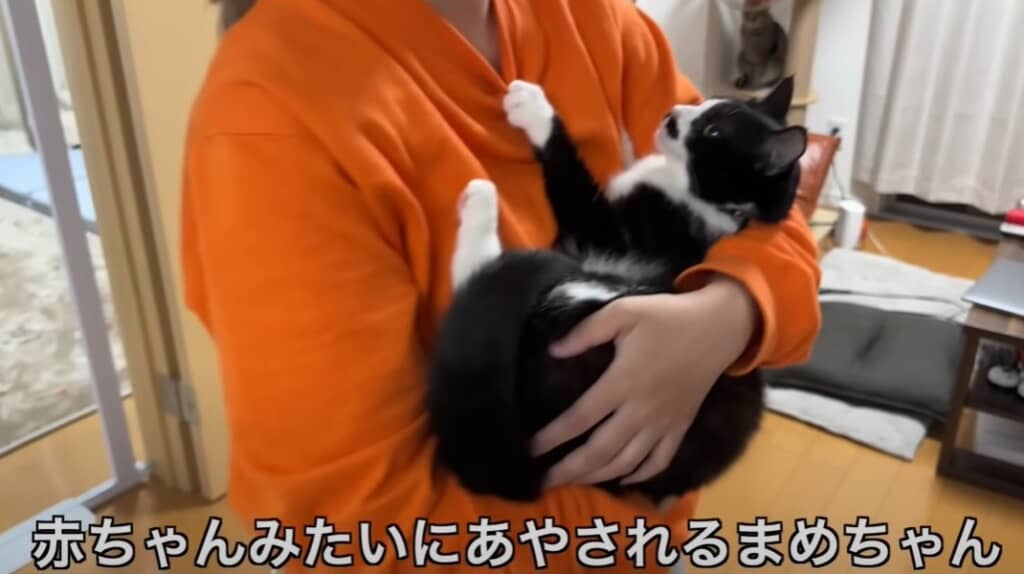 必死に助けを求めてきたガリガリの猫