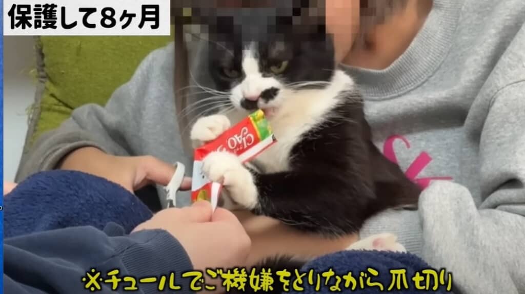 必死に助けを求めてきたガリガリの猫