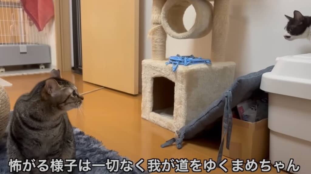 必死に助けを求めてきたガリガリの猫