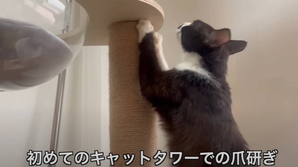 必死に助けを求めてきたガリガリの猫