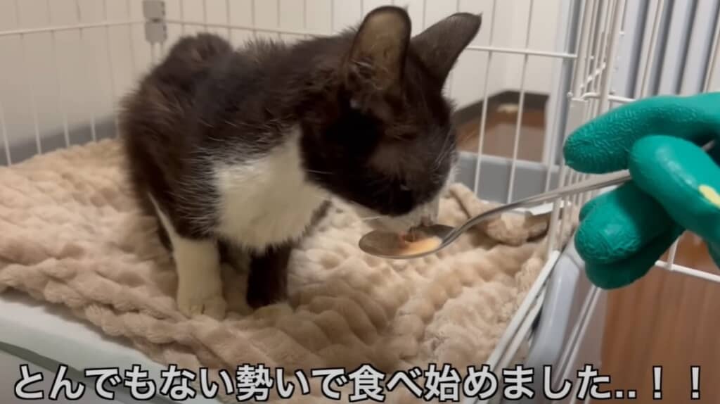 必死に助けを求めてきたガリガリの猫