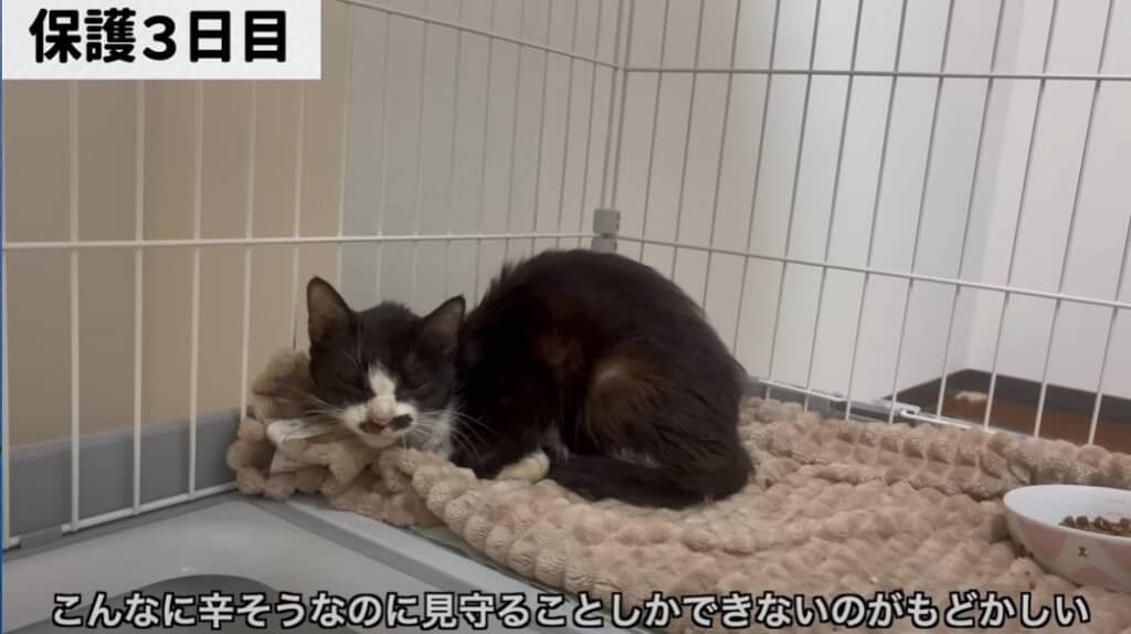 必死に助けを求めてきたガリガリの猫