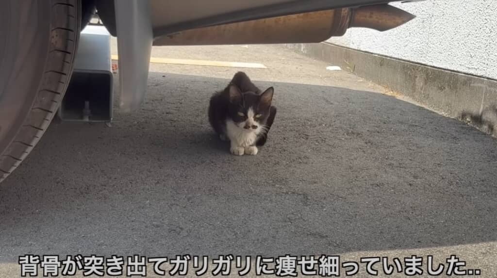 必死に助けを求めてきたガリガリの猫