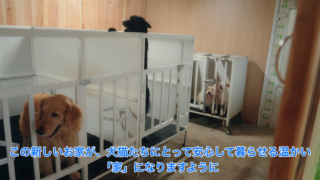 新しい家を待つ犬や猫