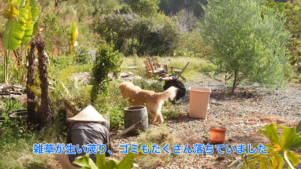 雑草が生い茂り
