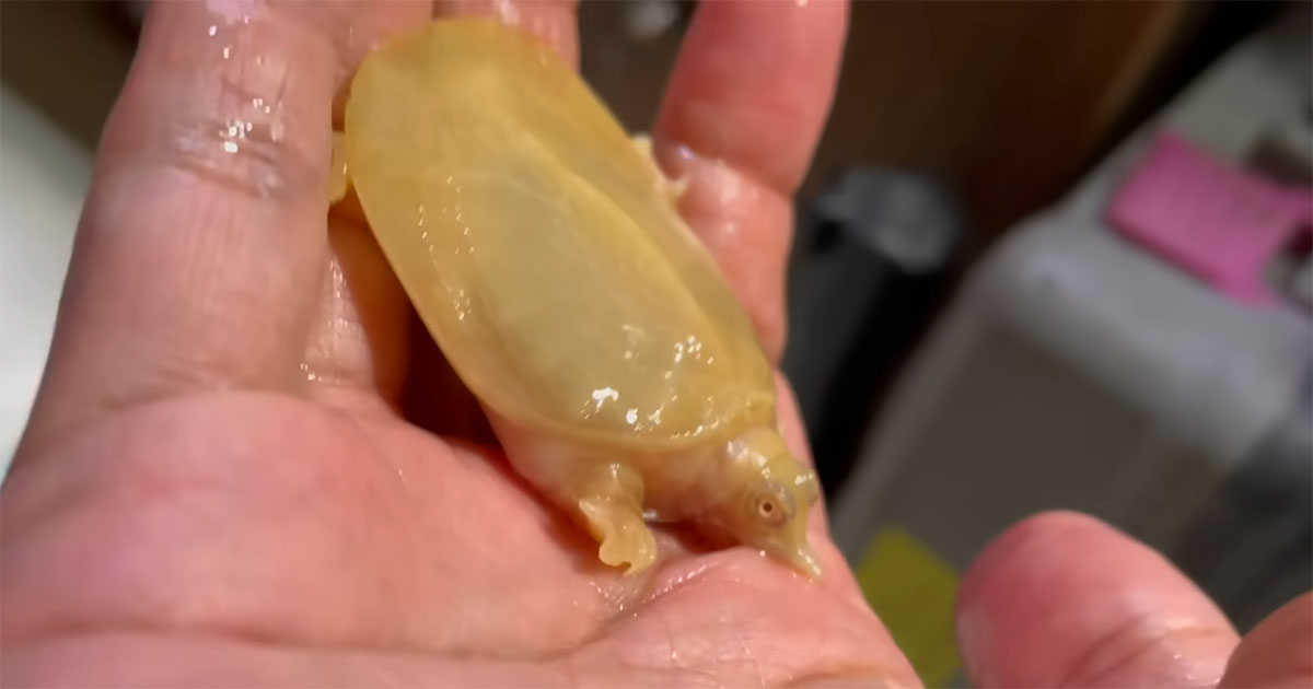 500円玉サイズだったスッポン→2年後、初の冬眠から目覚めると……　信じられない姿に「思ってた以上で笑った」（1/3） | その他生き物 ねとらぼ