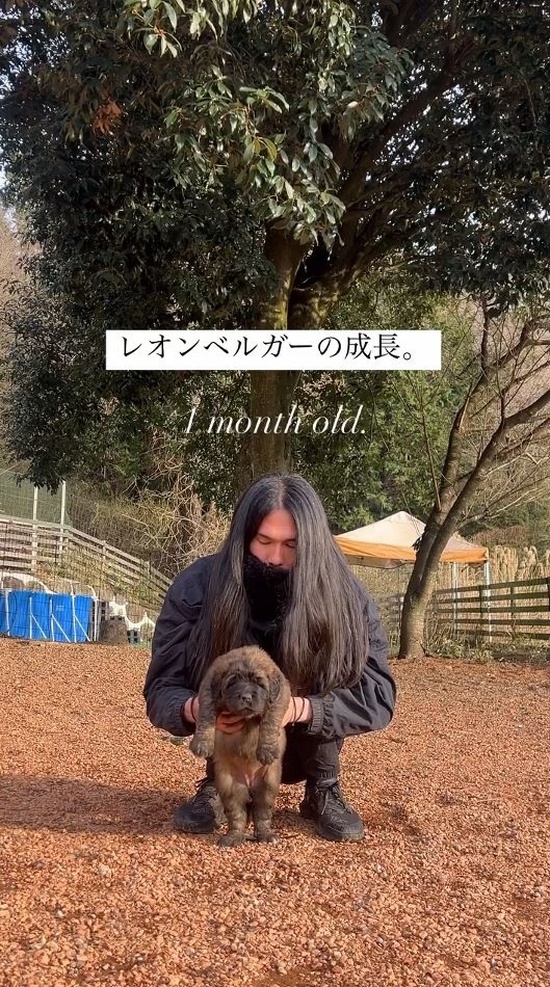 生後1カ月のレオンベルガー