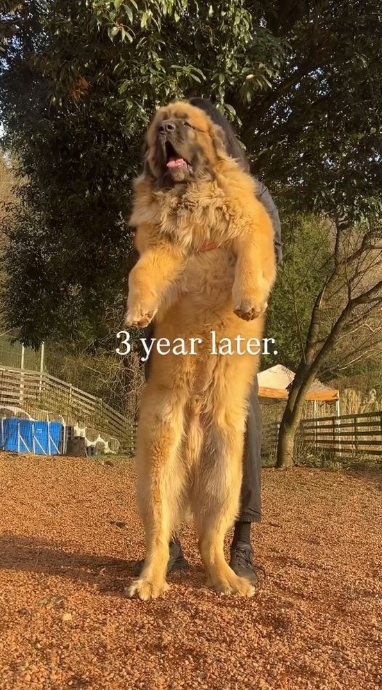 3歳になったらほぼ人間サイズ！