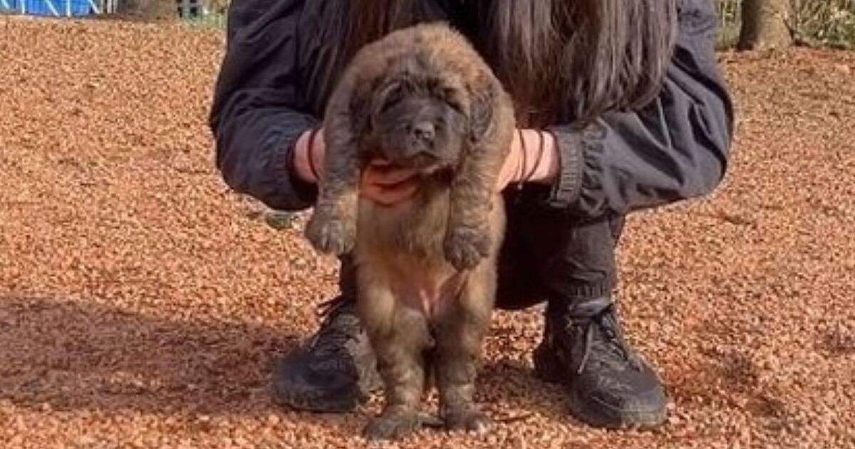 あどけない表情の子犬→3年後……　「ぎゃーー！」予想外の姿に思わず絶叫「ライオンかと思いました」 | 犬 ねとらぼ