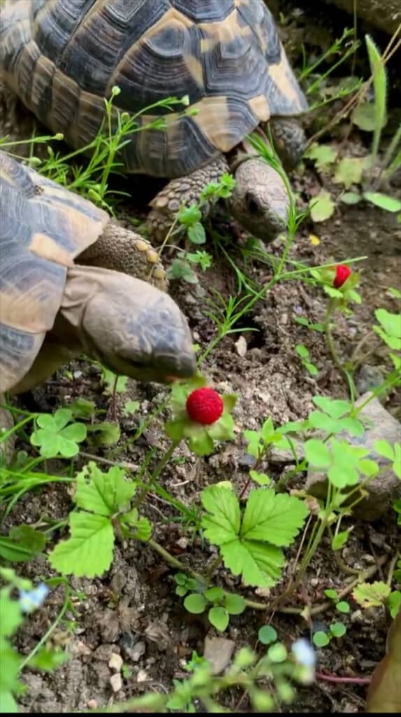 ヘビイチゴを食べようとするカメたち