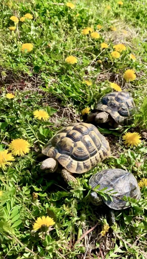 飼い主さんと暮らす2匹のヘルマンリクガメ＆1匹のクサガメ