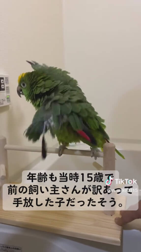 訳ありのインコだった