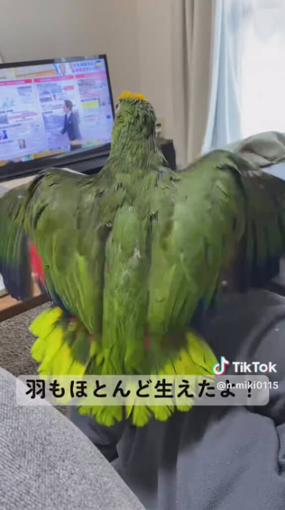 立派な羽根がはえそろった