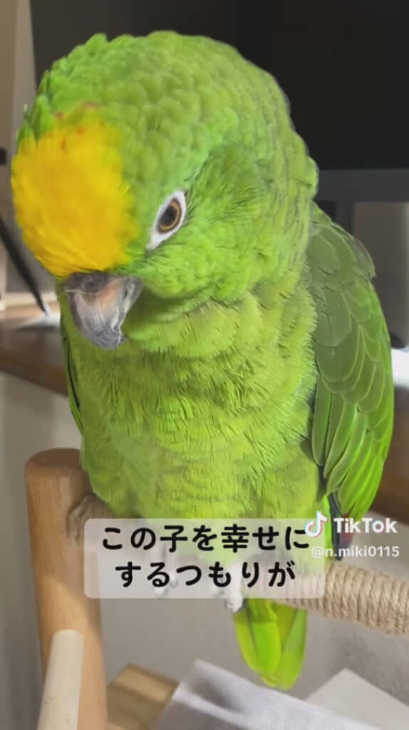 かわいい姿に日々救われる