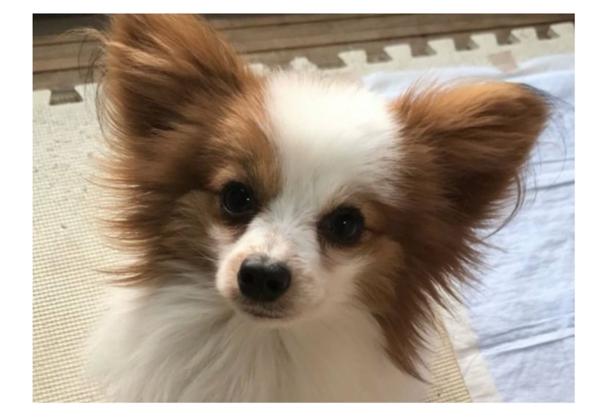 ぬいぐるみのような姿の愛犬→初トリミングに連れていったら……　“思わず目を疑う仕上がり”に二度見　「どうしてこうなった」　（1/2） | ライフスタイル ねとらぼ