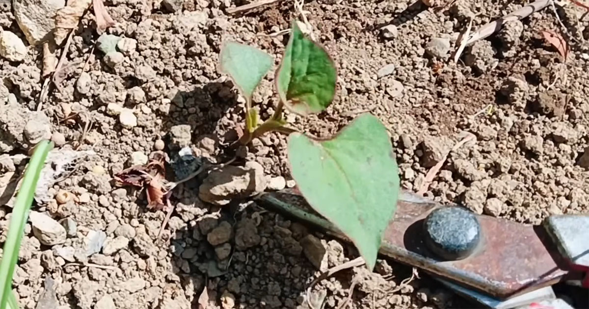厄介なドクダミを“土の中でチョキン”→2週間後……　目からウロコの結果に「そんなことあるんですね」「早速やってみます」（1/3） | ライフハック ねとらぼ