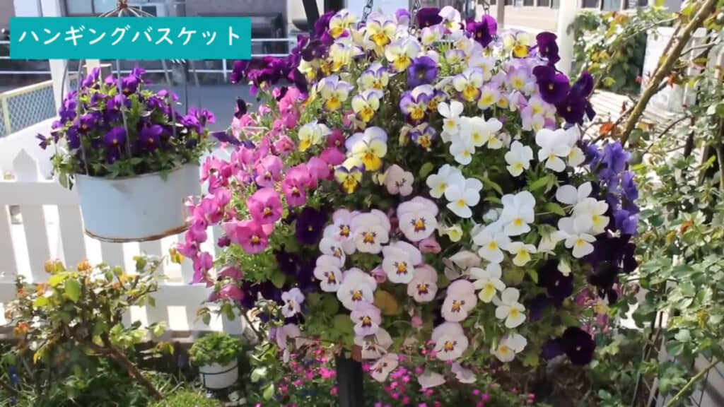 数カ月もすれば、こんな華やかなハンギングバスケットができあがります