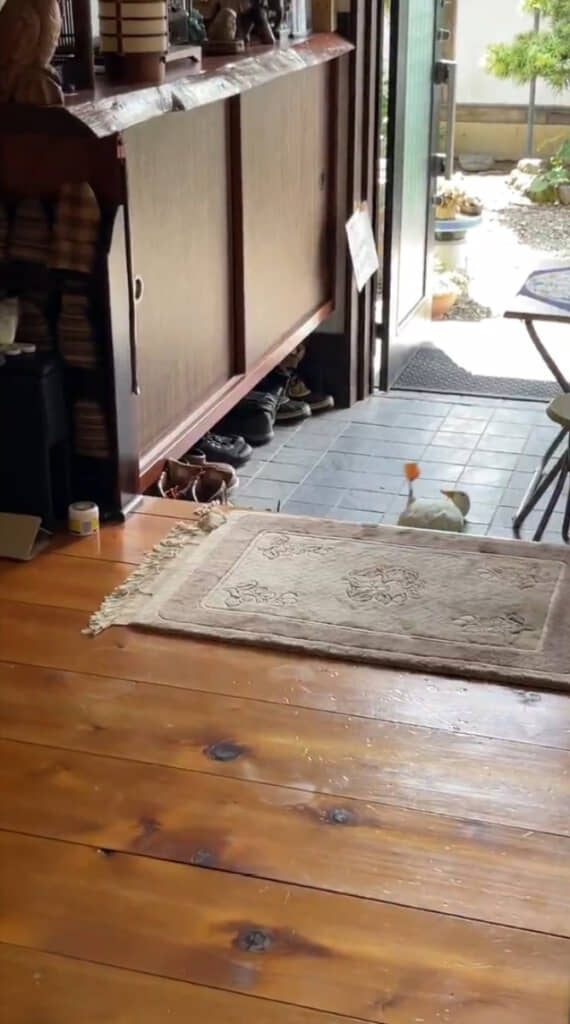 玄関でひっくり返ってしまうたまちゃん