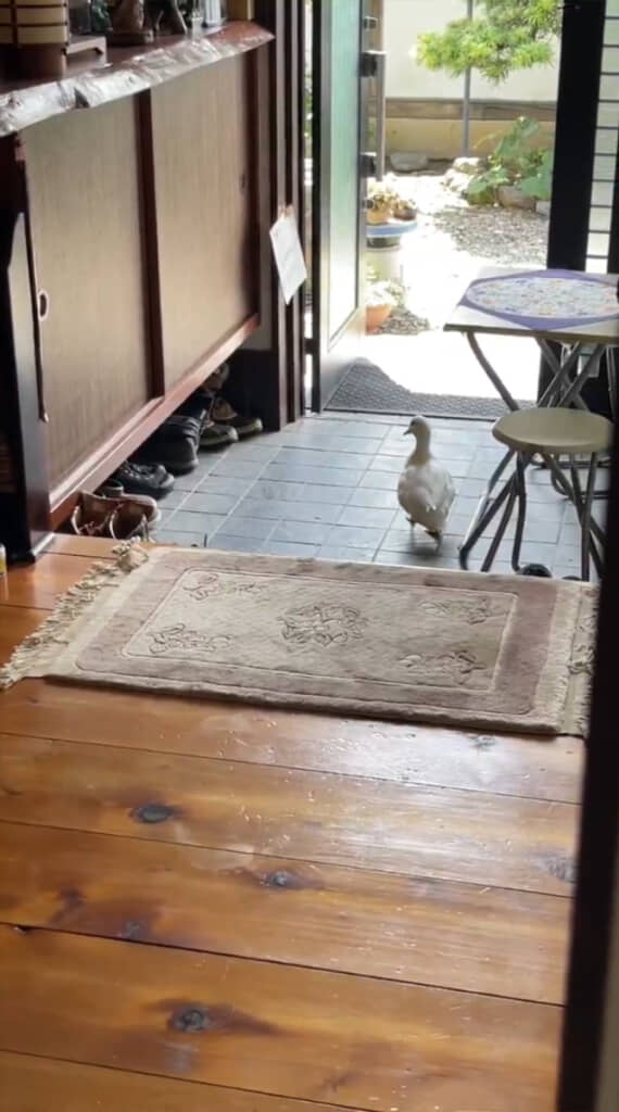 元からのぼるつもりじゃなかったような雰囲気を出すたまちゃん