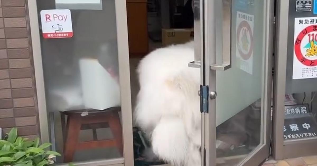 動物病院のドアを通ろうとした大型犬→次の瞬間……　“飼い主に訪れた悲劇”が230万再生　「何回見ても面白い」「笑うしかない」（1/2） | 犬 ねとらぼ