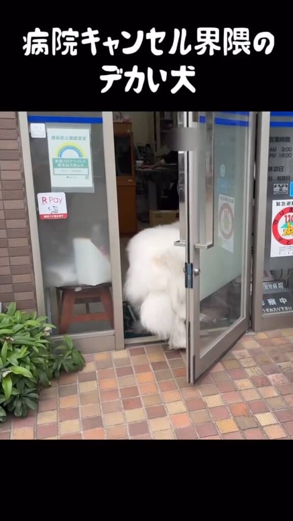 さあ診察だよっと中に入れようとするも……