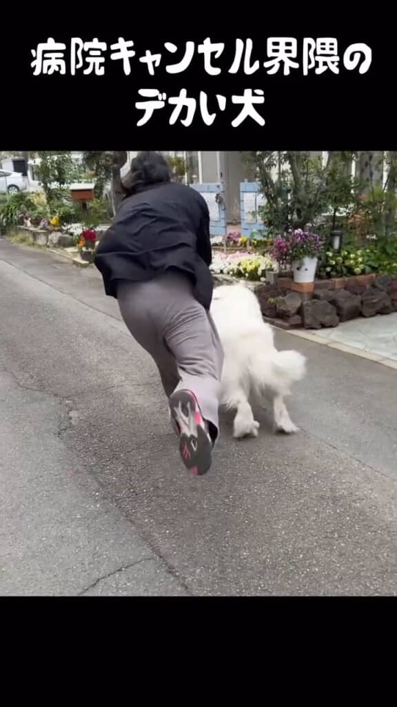 素早く反転して猛ダッシュ！　引っ張られる飼い主さんの、足の上がり具合からその勢いが伝わってくる