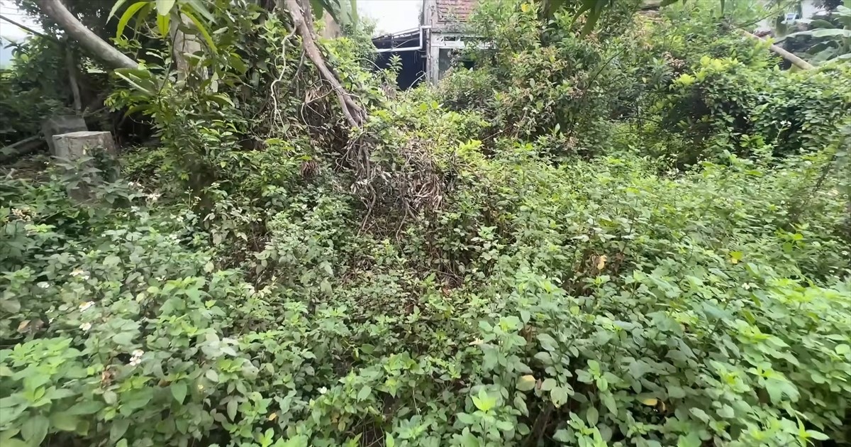 放置して“ジャングル化”した築20年の廃屋→男2人で大掃除したら……　“生まれ変わった姿”に「ブラボー」「なんて美しい」【海外】（1/2） | リフォーム・リノベーション・DIY ねとらぼ