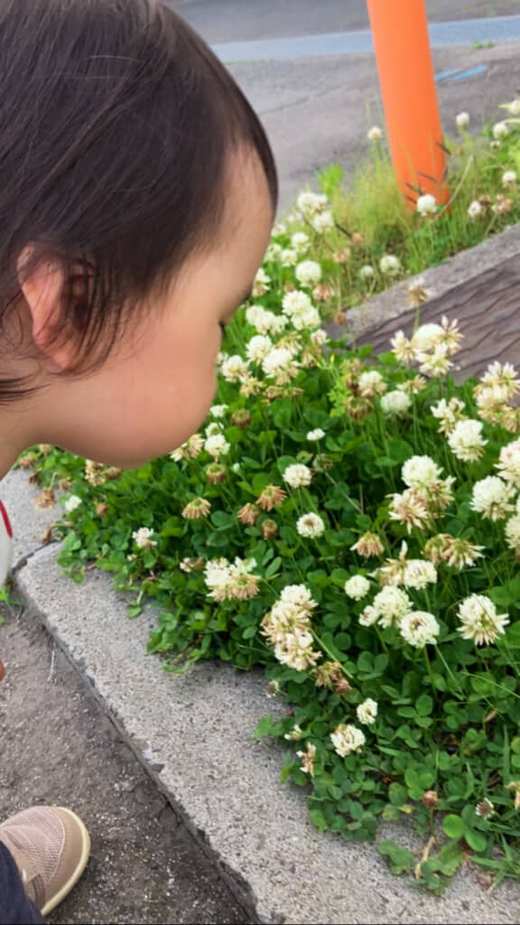 たんぽぽの綿毛……じゃない!?