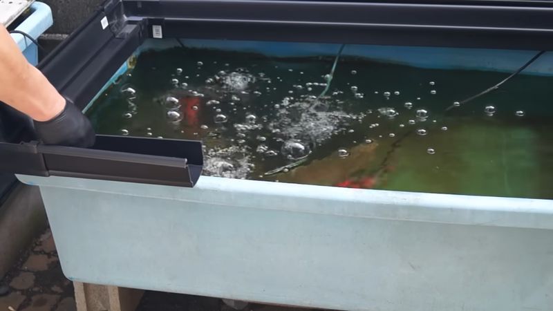 コイが泳いでいるコンテナの上に乗せた雨どいろ過器