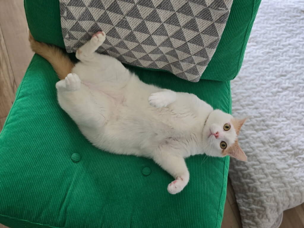 　ソファでのびのび