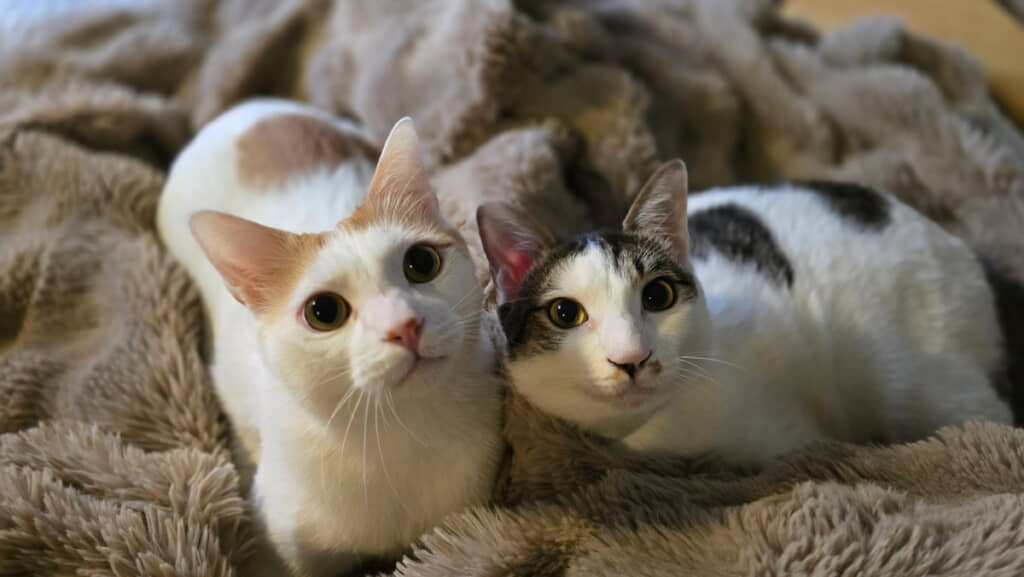 ふーちゃんとまろちゃん　仲良し兄弟です