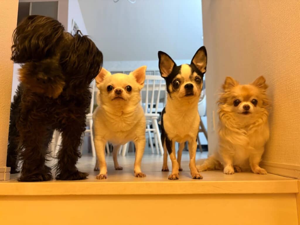 待ち構えている4匹の犬