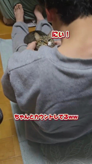 カウントする猫