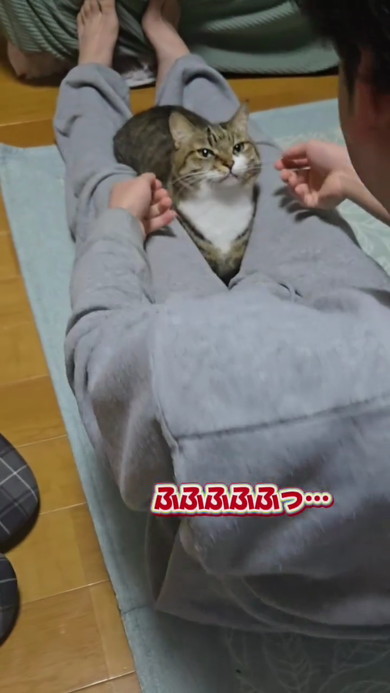 さーんが言えた猫