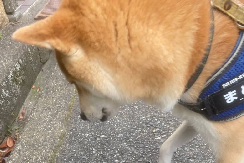 まめきちくんが足を止めた理由は……