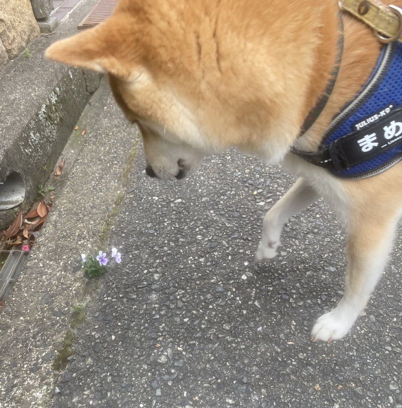 小さな幸せが咲いていました
