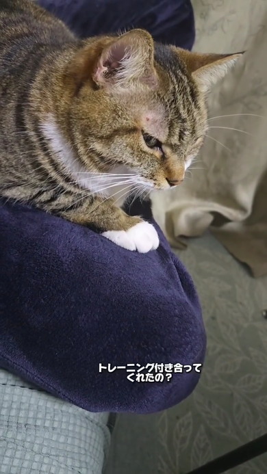 膝にのる猫