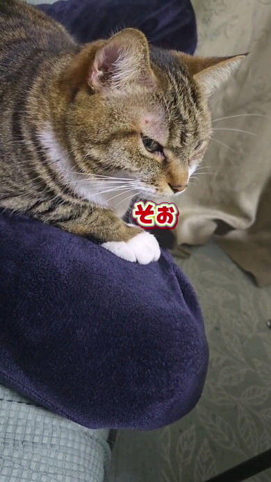そぉという猫