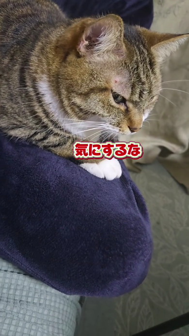 三男くんには優しい猫