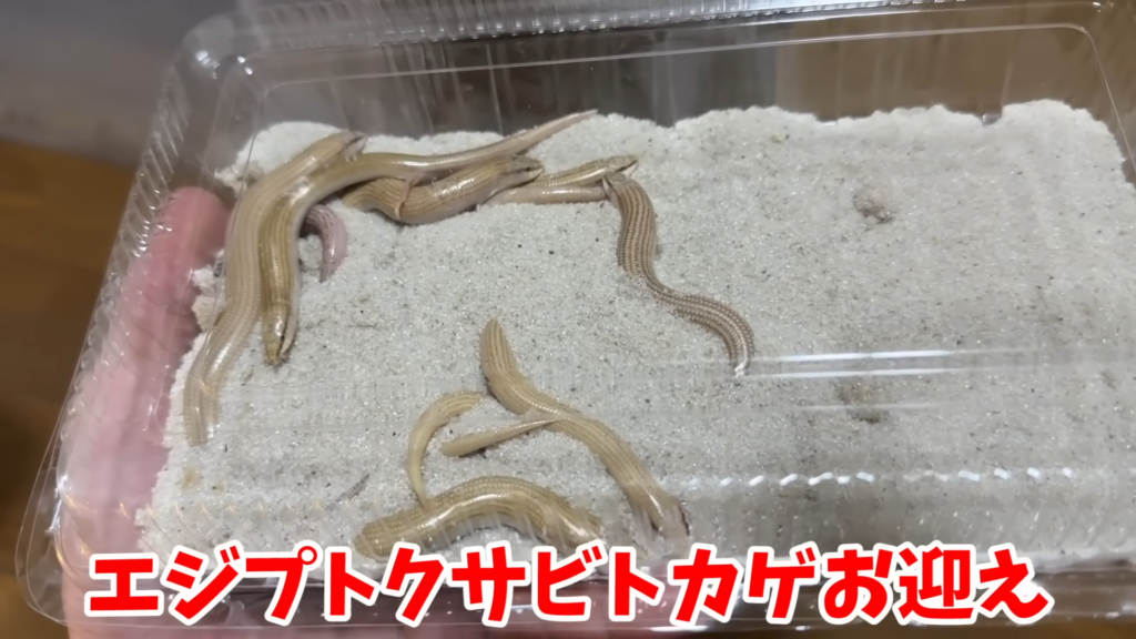 エジプトクサビトカゲをお迎えしました