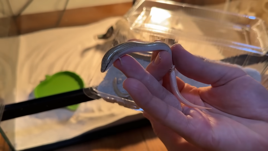 エジプトクサビトカゲにしては大きめサイズとのこと