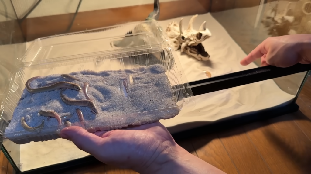 すごい勢いで砂に潜っていきました