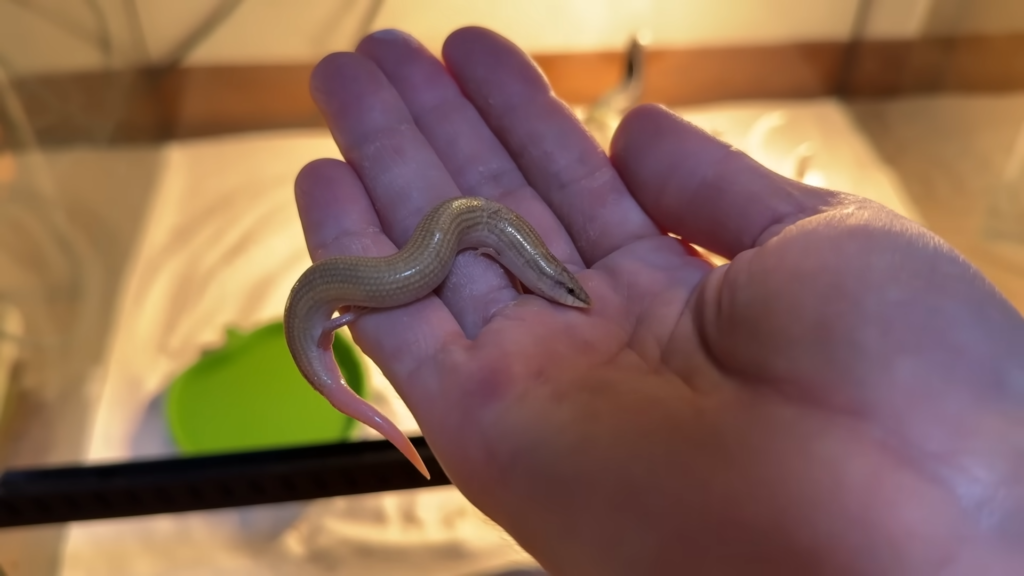 見れば見るほど不思議な生き物です