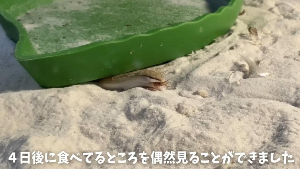 無事にエサも食べてくれました◎