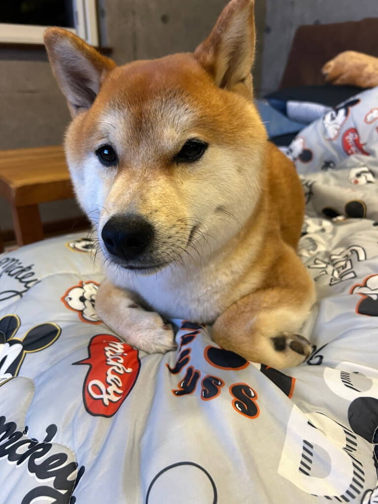 柴犬さんのお顔です