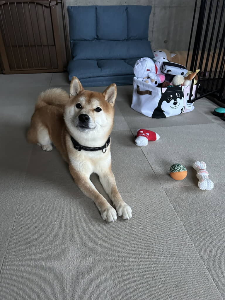 なんだかご機嫌