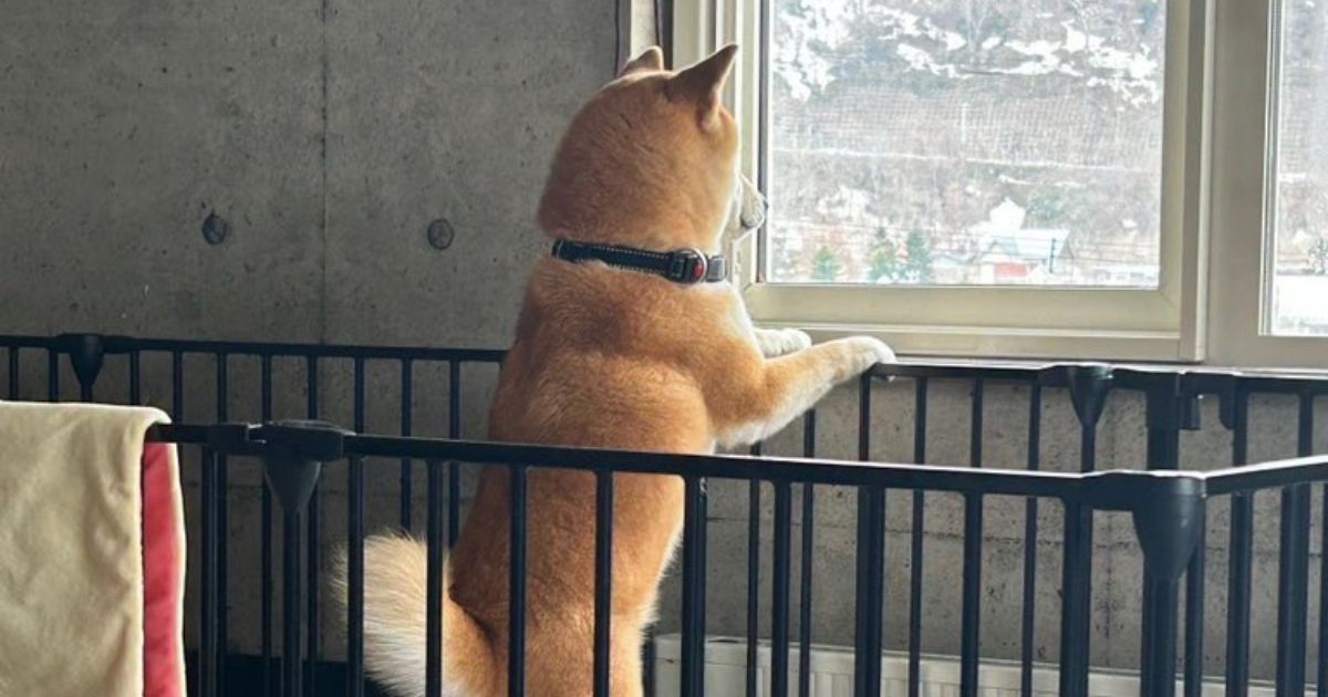ずっと窓の外を見ている柴犬→上京した息子が返ってきたら……「あかん鼻水出た」　“斜め上の展開”が2400万表示（1/3） | 犬 ねとらぼ