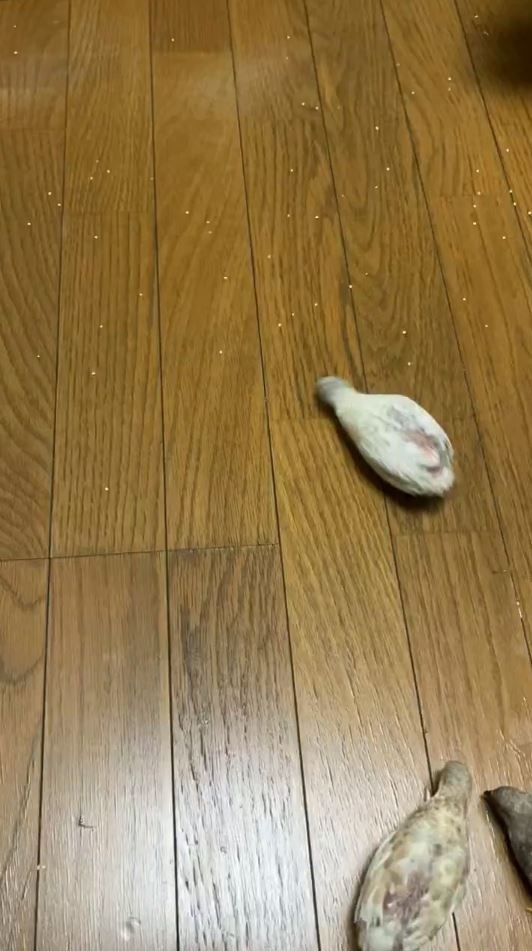 かわいい“お掃除隊”が登場！