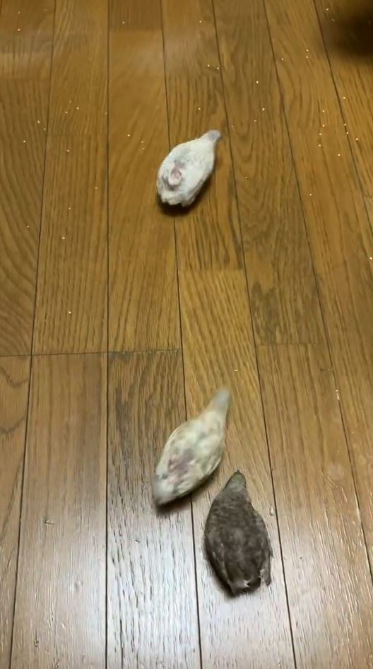 粟が大好きなヒメウズラたち