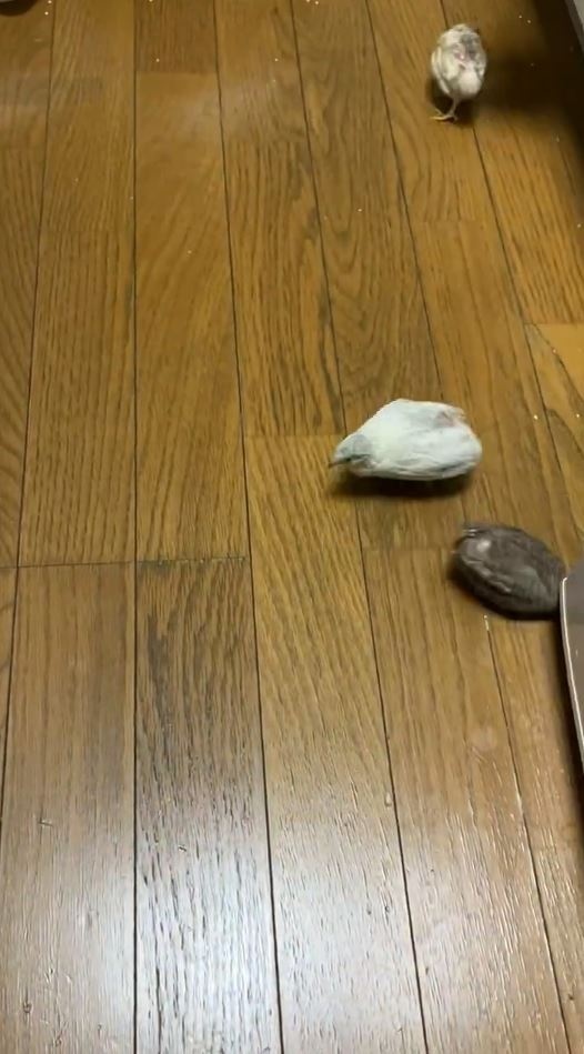 どんどん掃除してくれます